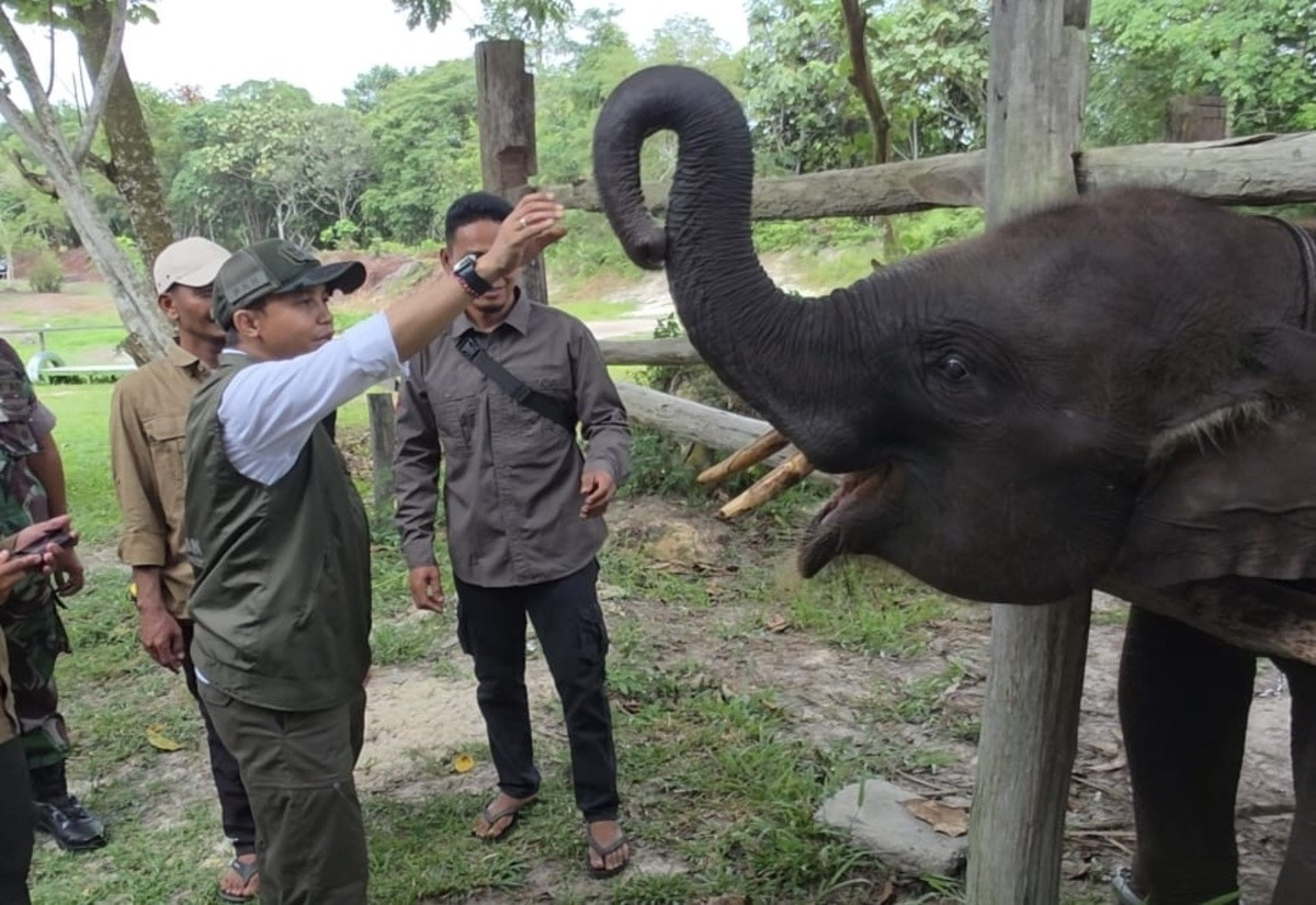 Selamatkan Rumah Gajah Domang dan Keluarga, Menhut Upayakan Restorasi Tesso Nilo