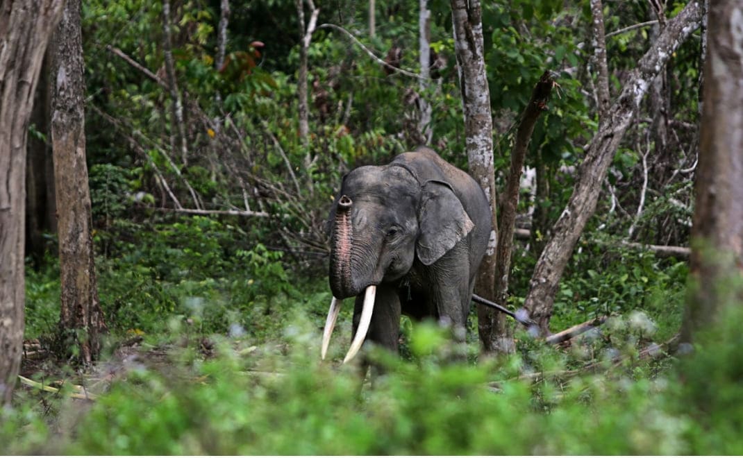 Menjaga Hutan Tesso Nilo: Upaya Konservasi untuk Masa Depan Gajah Sumatra