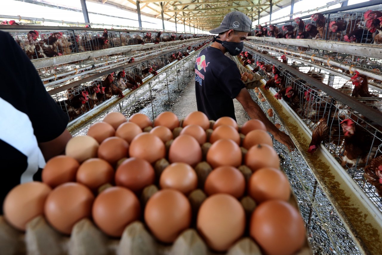 MBG Serap Telur Peternak, Harga Lebih Stabil dan Gizi Anak Makin Kuat