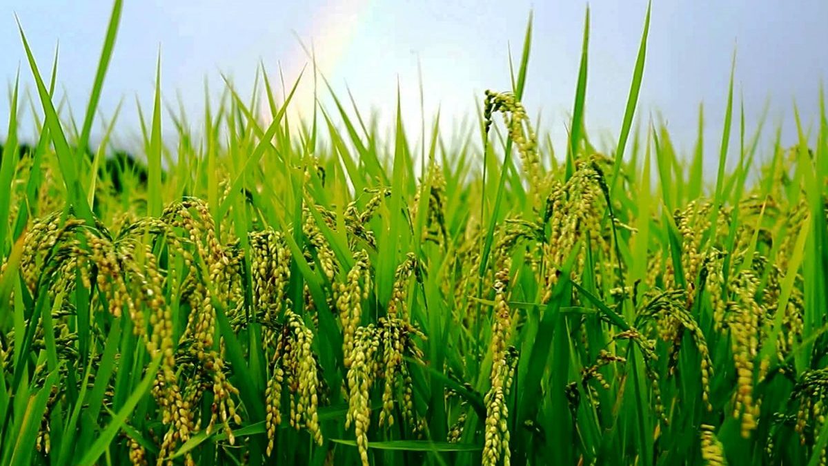 Indonesia is Not Running Out of Rice